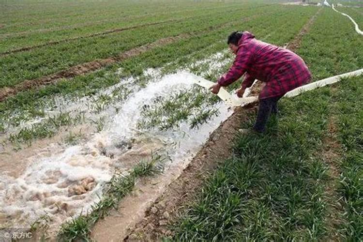 种小麦用什么肥料好