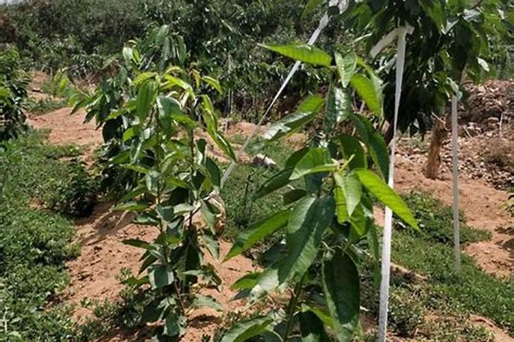 石家庄双联复合肥有限责任公司怎么样？