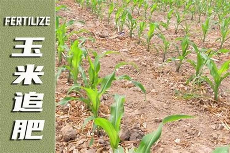 乡村狂想曲攻略最新 乡村狂想曲任务全流程完美指南