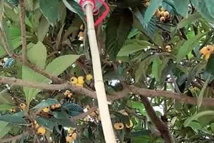 枇杷怎么施肥又大又甜？枇杷促花保果膨大剂,枇杷膨果用调色师叶面肥