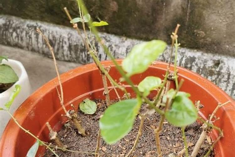 辣椒移栽后几天施肥和打药