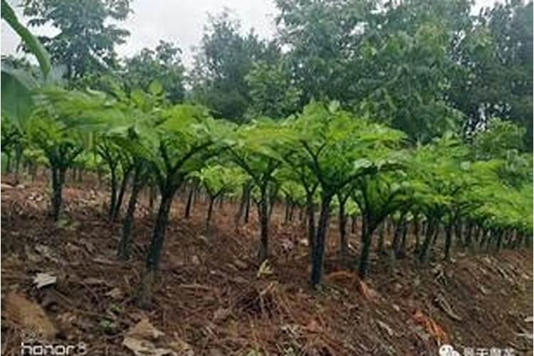 雅美果有什么营养价值？