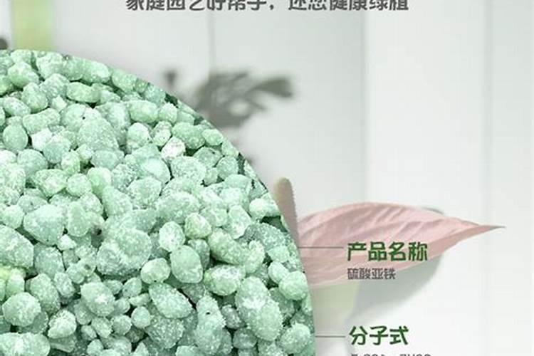君子兰施什么肥好？肥