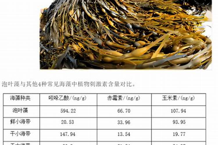海藻肥海藻肥的作用机理