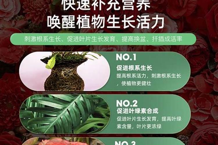 玫瑰花什么时候施肥