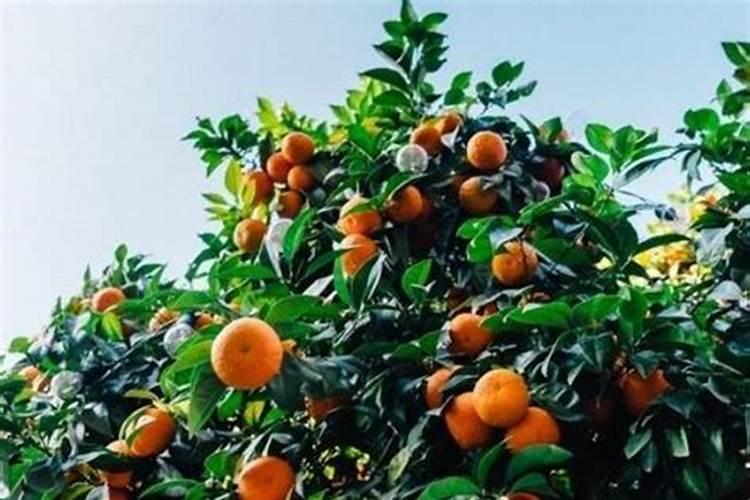 橘子施什么肥最好