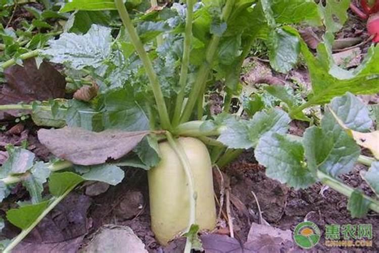 叶面肥多长时间能吸收 如何提高肥效