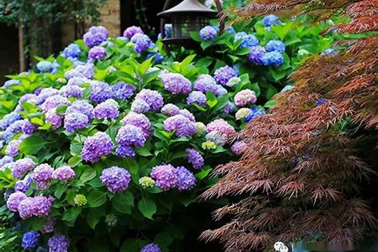 绣球花几月施肥