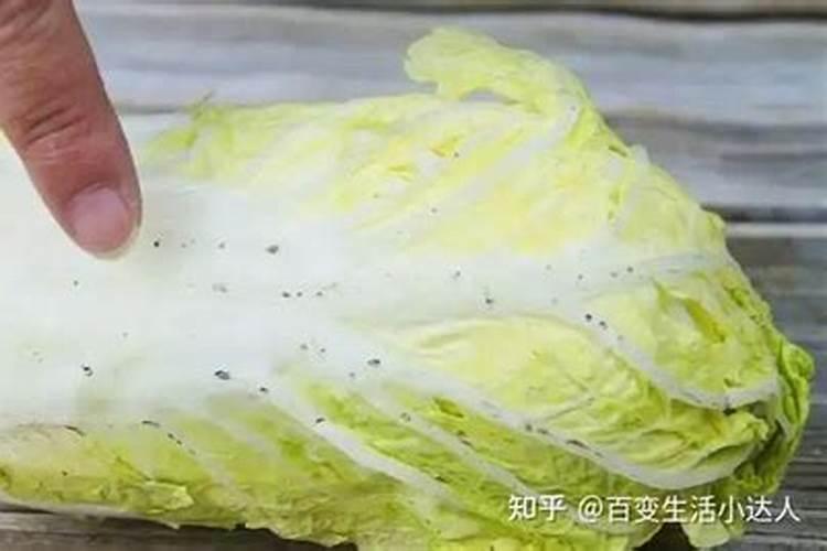 广西桉树种植时间及方法