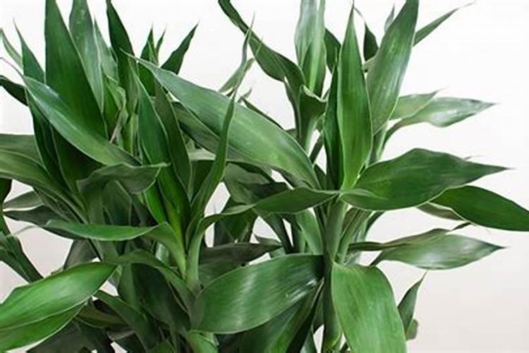 水培栀子花怎样养