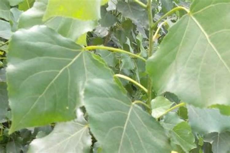 杨树施什么肥料最好