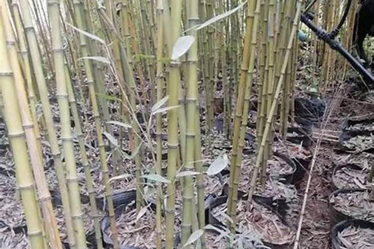 毛竹应该什么时候施肥