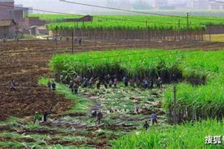 五角枫的栽植技术？哪位网友晓得？