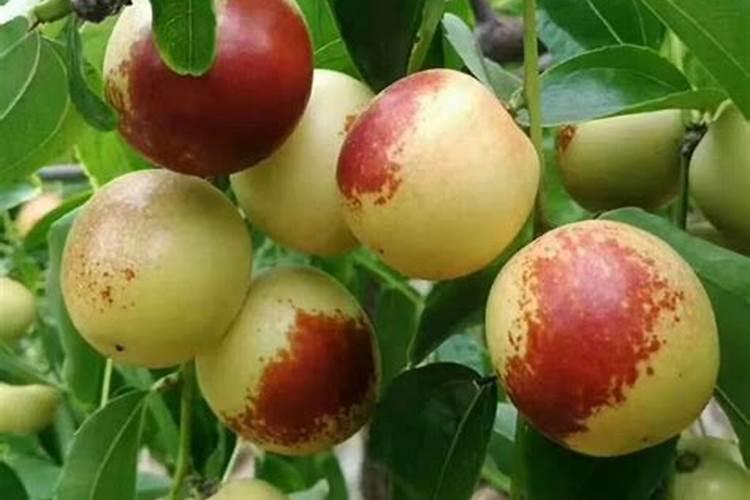 铁棍山药一般在什么时间种植