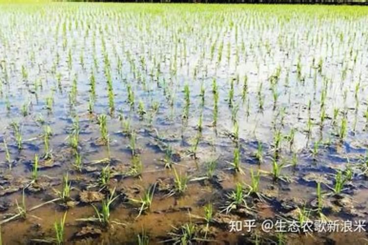 水稻什么时候施钾肥,水稻施钾肥方法？