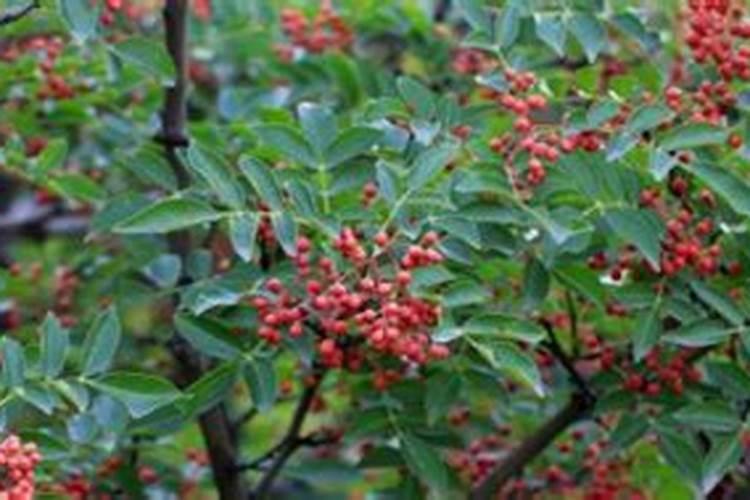 什么是“黑色的金子”