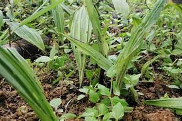 慈菇花在种植过程中,都需要用到哪种肥料？