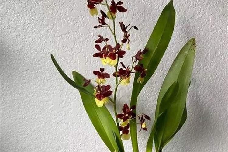 文心兰出花剑后如何浇水施肥