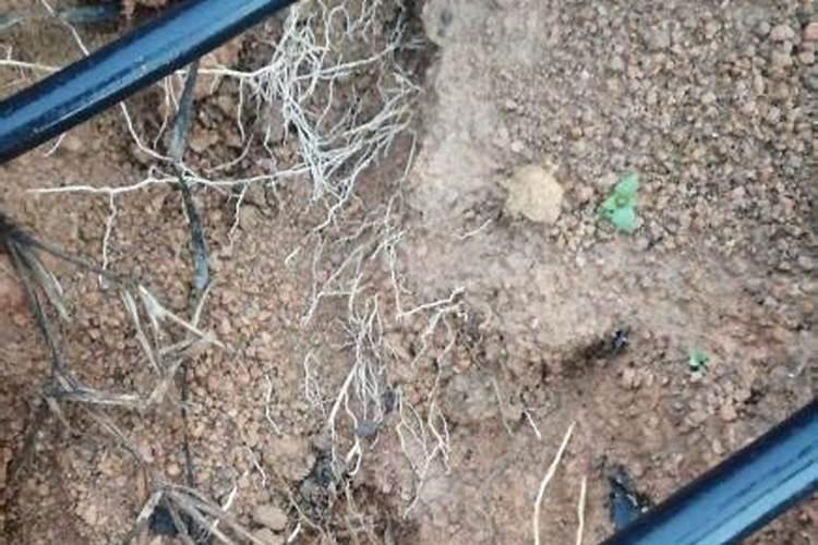 丝瓜结果后果实变黄是怎么了