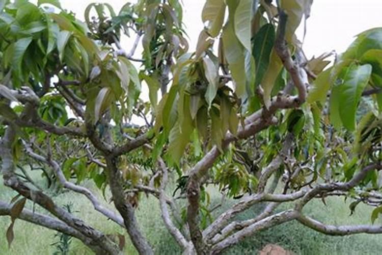 柚子树苗施肥太多树叶蔫了怎么办