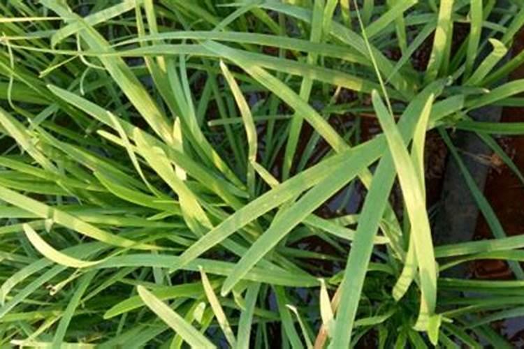 草莓现蕾期一亩充施多少斤水溶肥？