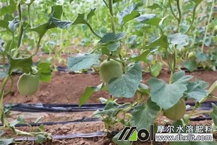 网纹甜瓜水肥管理技术要点