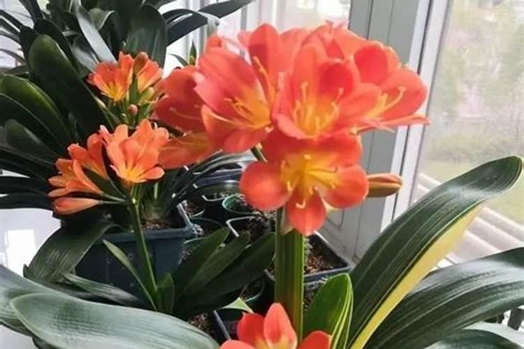 君子兰秋天能施肥吗