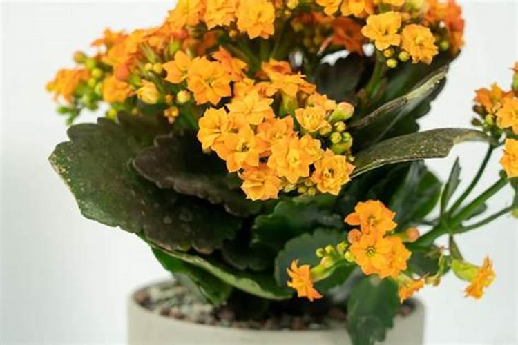 芸豆根系很好,叶片发黄是怎么回事？