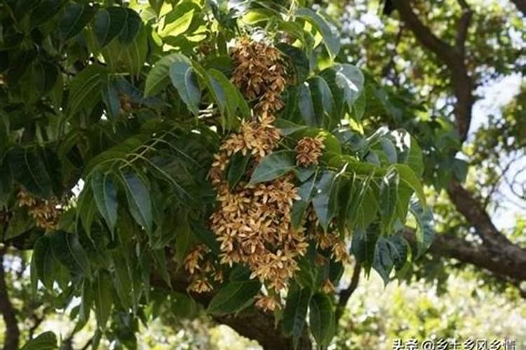 苹果树6月份施什么肥