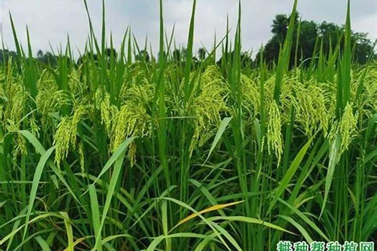 如何划分“大量元素”和“微量元素”？