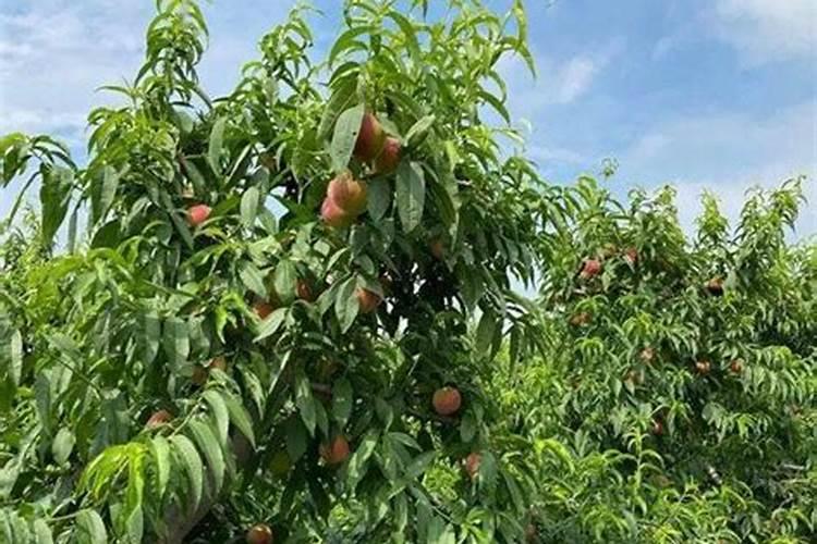 种植桃树,秋冬季节主要管理措施有哪些