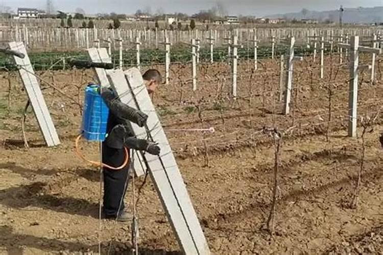 春雷王铜与甲基硫菌灵对柑橘树幼果期能混用吗？