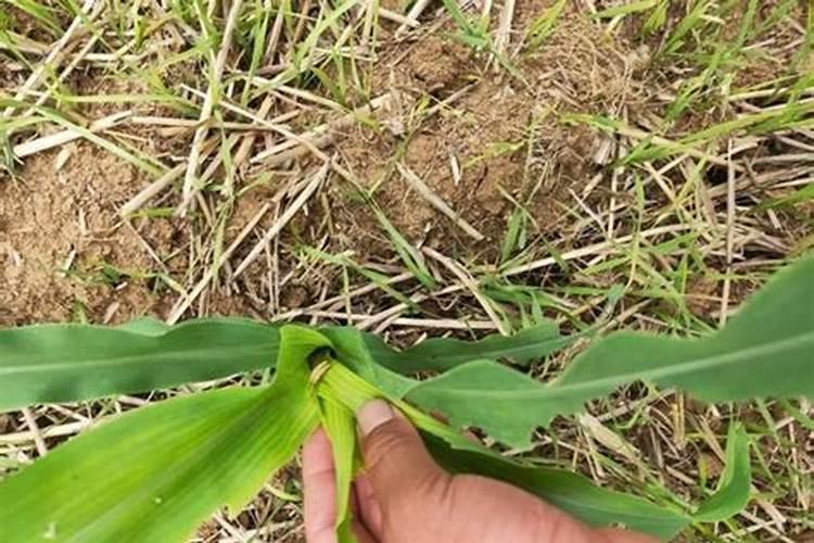 玉米几叶能用芸苔素,芸苔素多久喷一次