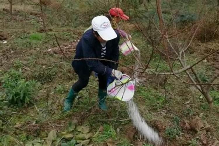 下过雨撒复合肥料好吗