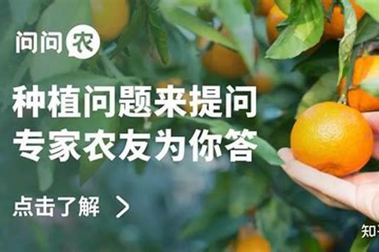 沙糖桔膨果用什么肥 如何施肥效果好