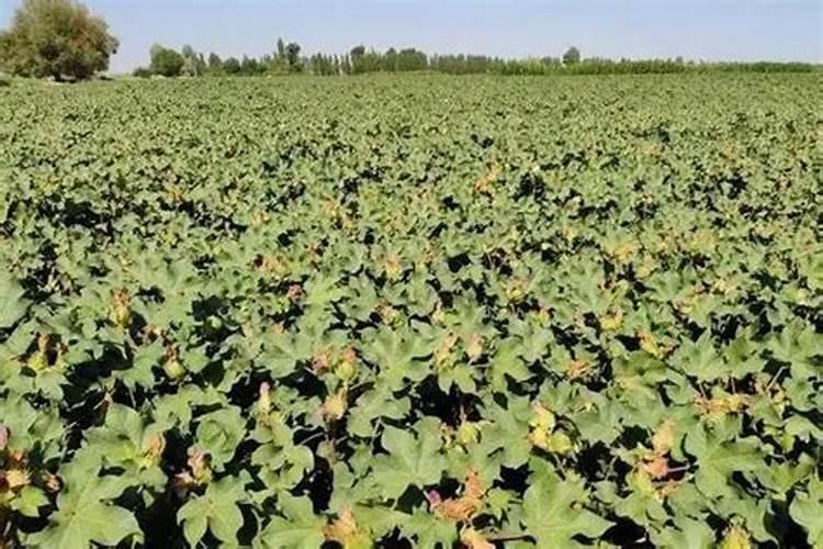 腐植酸钾大客户采购渠道有哪些