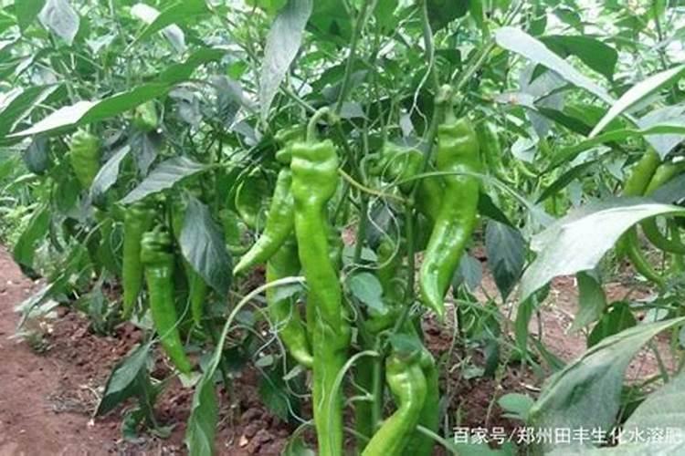 辣椒结果期冲施什么肥料好？辣椒挂果期施什么肥料好？