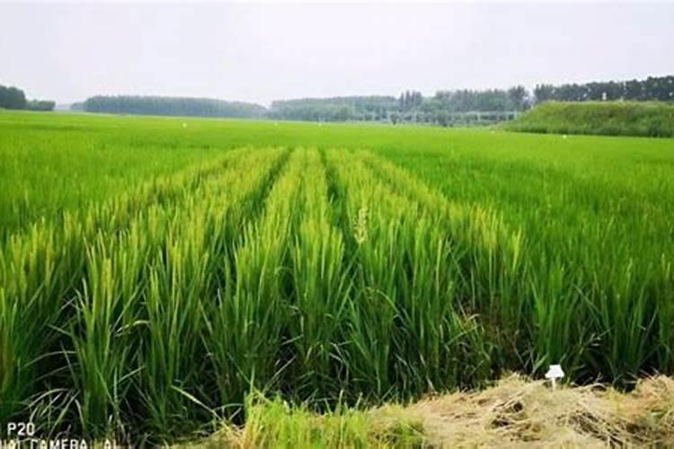 稻花香2号水稻标准化栽培技术 水稻怎么养殖