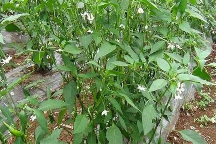 小麦缺钾苗期症状有哪些？