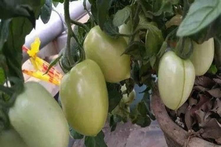 种植西红柿要施几次肥,一般施什么肥？