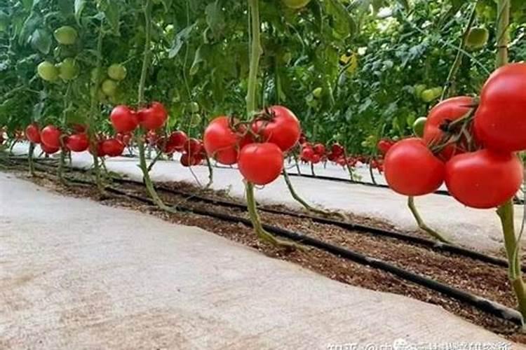 种植西红柿应该怎样施肥