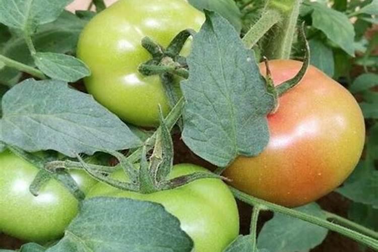 种植西红柿用什么肥料最好