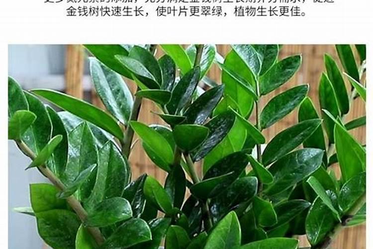 复合肥可以浇发财树吗