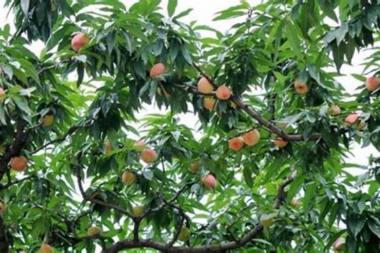 桃树施壮果肥最佳时间 施肥方法有哪些