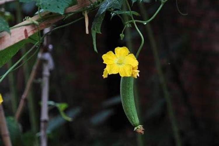 冬天还结瓜的丝瓜品种