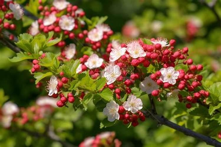 波尔多液混用的杀虫剂有哪些