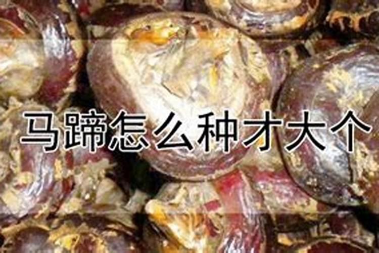 马蹄什么时候施膨果肥,马蹄膨大期用什么肥好