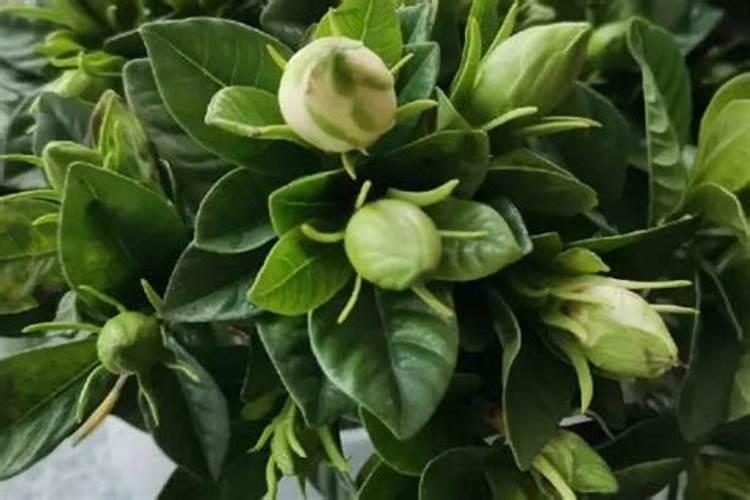 含销态氮的复合肥在阳光下会损失吗