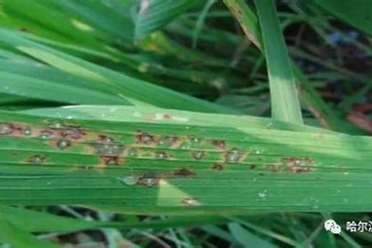 瓠瓜对硼肥的要求高么