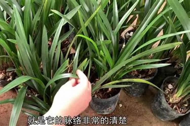 夏季要不要给墨兰停止施肥